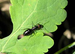 Regina Camponotus 2.5.2012