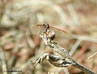 Regina Lasius sp. in cima ad un bastoncino per spiccare il volo