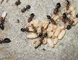Formiche Camponotus lateralis che mettono in salvo uova e larve