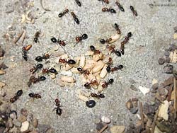 colonia di formiche Camponotus lateralis con le uova