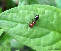 Camponotus lateralis