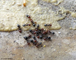 Formiche in cerca di cibo