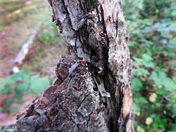 formiche Crematogaster che sciamano