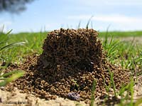 Cumulo di terra per l'ingresso di un formicaio