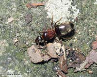 regina di Lasius Emarginatus