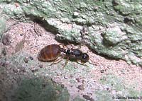 formica regina Solenopsis