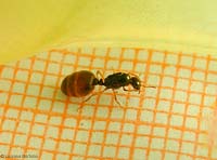 regina Solenopsis sp