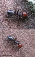 Formica Crematogaster