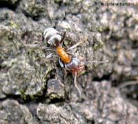 Formica Liometopum microcephalum