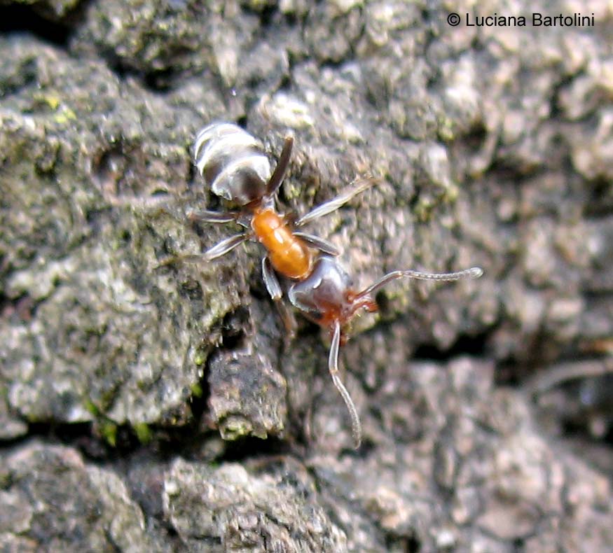 Fotografie Di Vari Specie Di Formiche