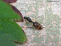 formica regina Solenopsis