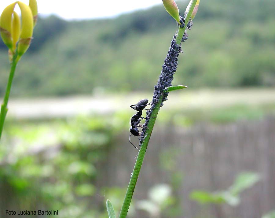 formica-afidi-ginestra.jpg