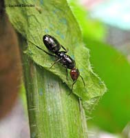 Formica dal capo rosso camponotus lateralis
