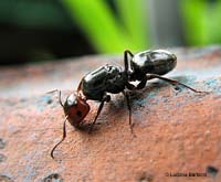 Regina dealata di Camponotus lateralis
