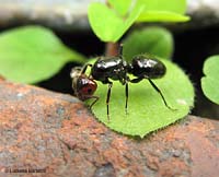 Regina dealata di Camponotus lateralis