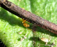 Formica Lasius flavus