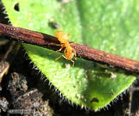 Formica Lasius flavus