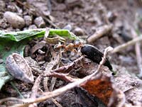 Formica che trasporta un seme di girasole