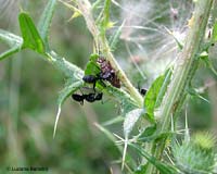 formica e cercopite