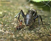 Camponotus sp. con una piccola formica attaccata ad una zampa