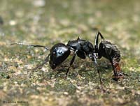 Formica con formichina attaccata ad una zampa