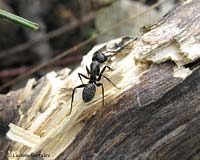 Formica che scava nel legno