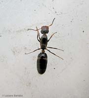 formica regina di Camponotus Truncatus