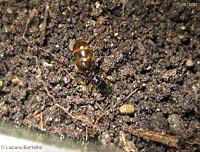 formica dealata dai riflessi color miele
