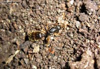 formica dall'aspetto lungo e peloso