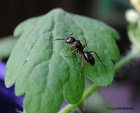 Formica nera camponotus