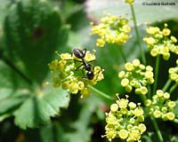 Lasius emarginatus su fiore di finocchio selvatico