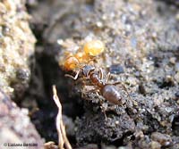 Formica scura e formica chiara