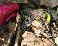 Formica che trasporta un seme di composita