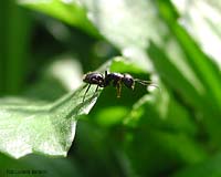 Camponotus sp.
