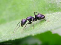 Un primo piano di Camponotus sp.