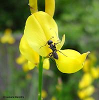 Formica Lasius emarginatus su fiore di ginestra