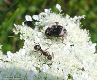 Formica insieme ad un Valgus hemiptetus