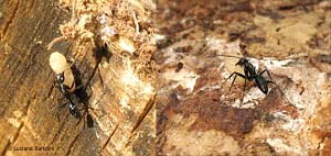 Formica Camponotus che trasporta un bozzolo
