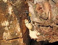 Grossa formica nera che trasporta un bozzolo larvale