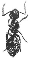 gif formica