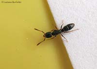 Formica Ponera coarctata