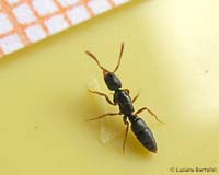 Ponera coarctata