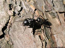 Grosso formicone nero Camponotus