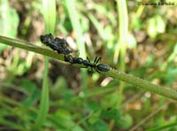 Formica nera