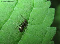 Formica nera