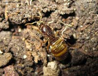 formica dealata dai caldi riflessi color del miele