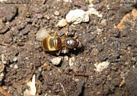 formica regina