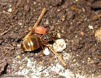 Grossa formica regina