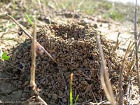 il cumulo di terra segnala l'ingresso di un formicaio
