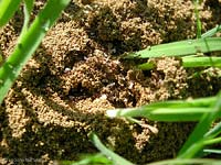 formicaio con dentro formiche che trasportano per metterle in salvo delle pupe